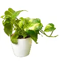 green-money-plant.webp