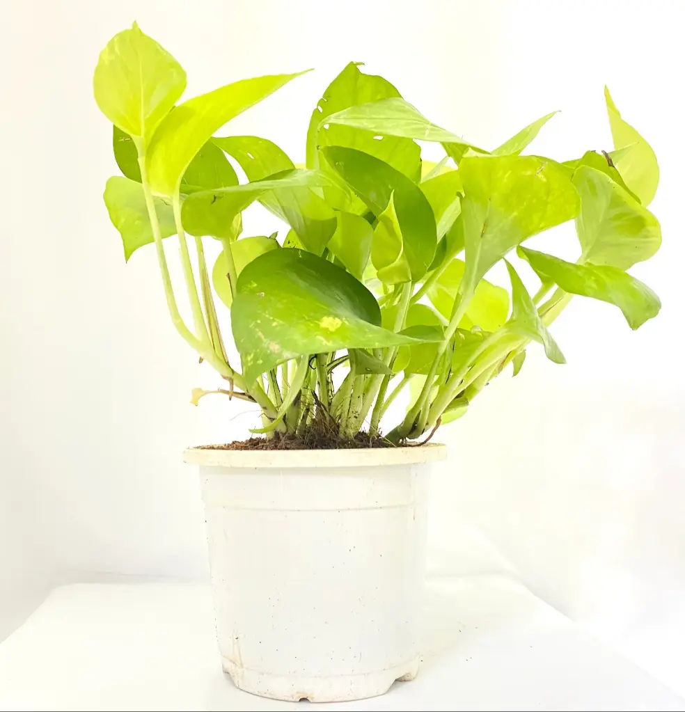 indoor-money-plant.webp