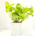 indoor-money-plant.webp