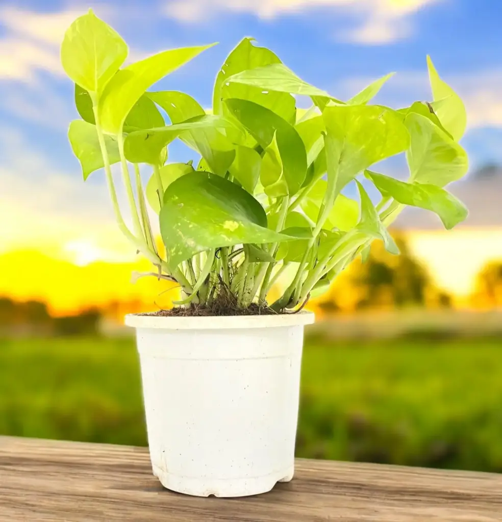 Naturexpress Personalized Lucky Money Plant: Feng Shui Plant for Prosperity and Good Luck